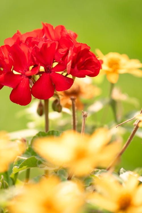 Free stock photo of flower, flower garden, geranium