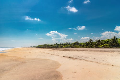 Бесплатное стоковое фото с голубое небо, деревья, морской берег