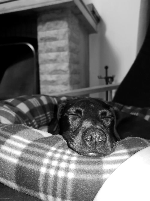Free stock photo of asleep, black dog, bnw Stock Photo