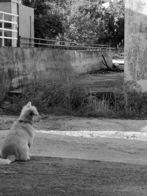 Free stock photo of beauty in nature, bnw, country Stock Photo