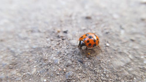 Orange Ladybug