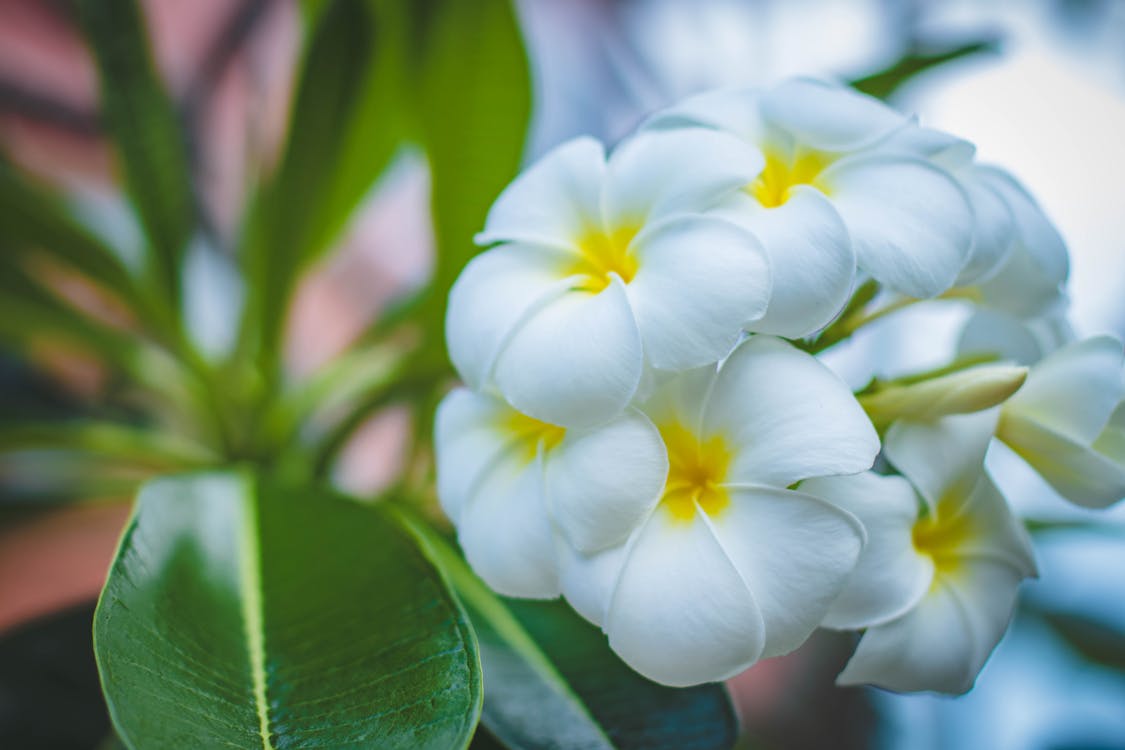 Gratis arkivbilde med aromaterapi, årstid, blader