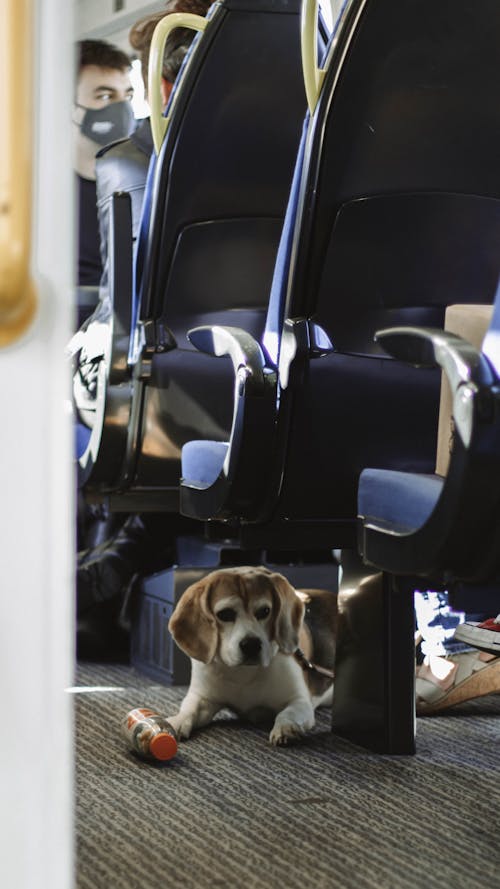Darmowe zdjęcie z galerii z beagle, kłamanie, pies