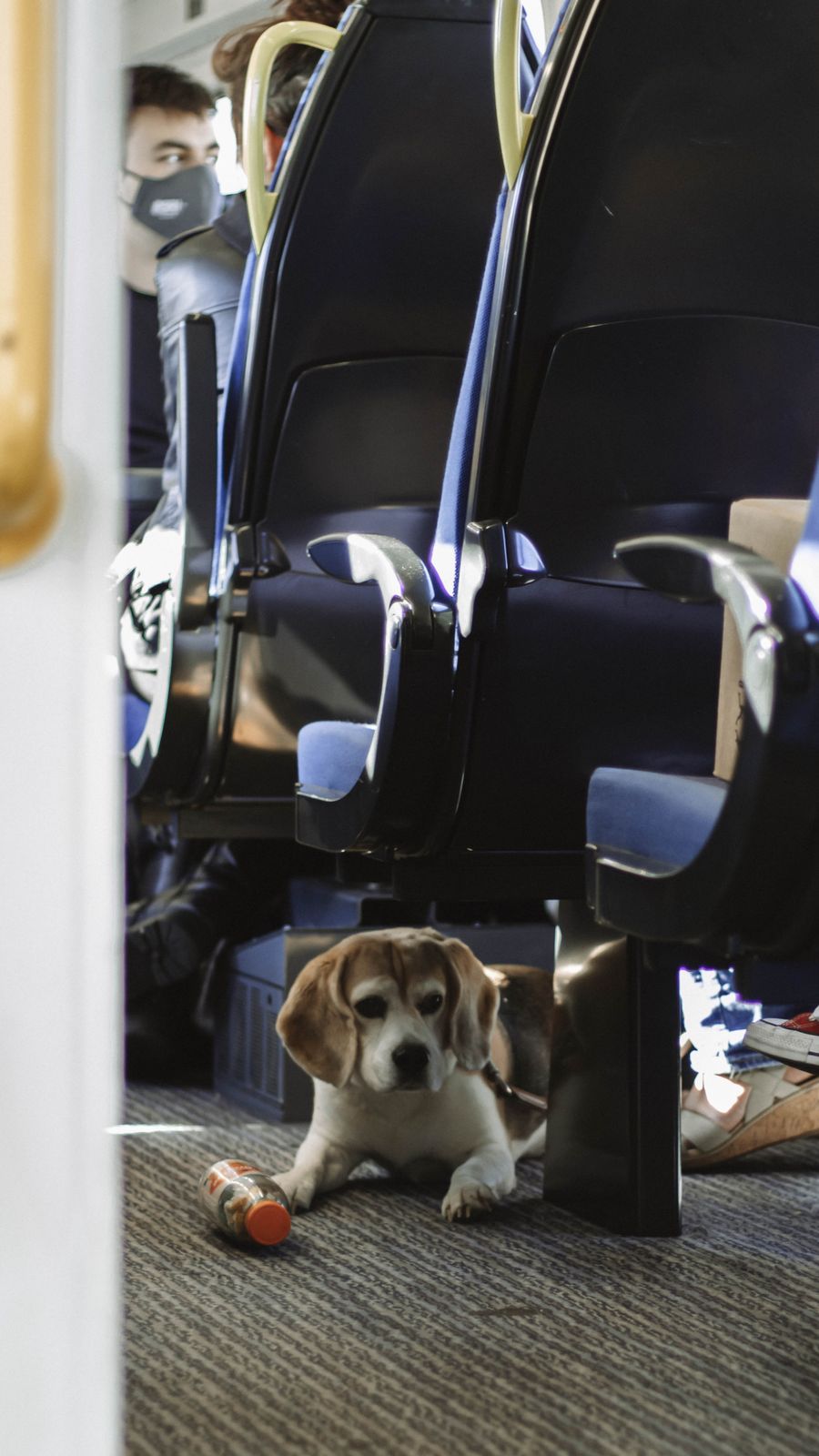 Chien installé au sol sous les sièges d'un train pendant un voyage