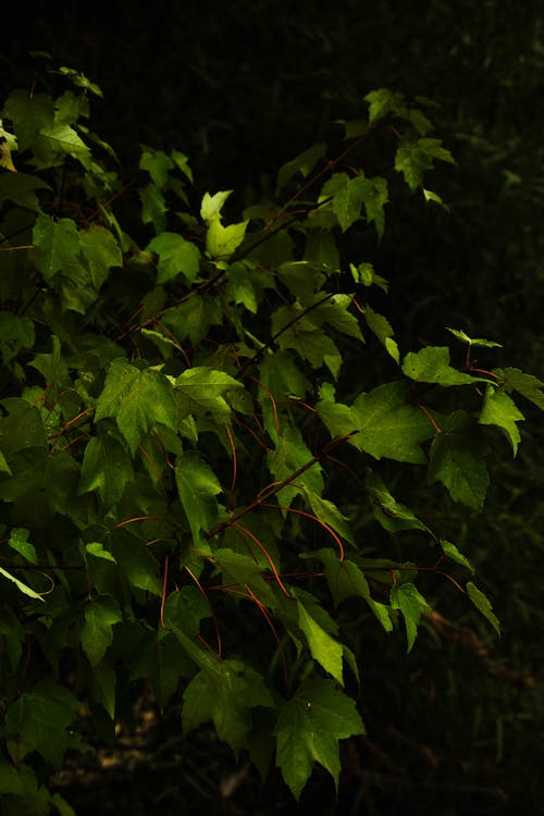Immagine gratuita di acero, avvicinamento, foglie