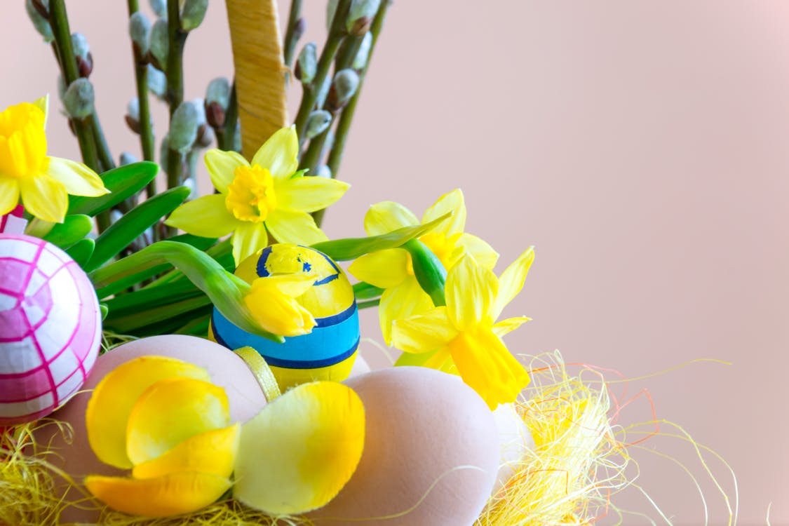 Ücretsiz Sarı Nergis çiçeğinin Yakın çekim Fotoğrafçılığı Stok Fotoğraflar
