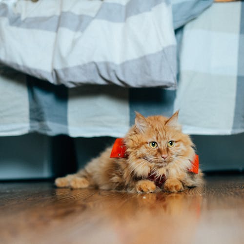 Free Orange Tabby Cat Lying on the Floor Stock Photo