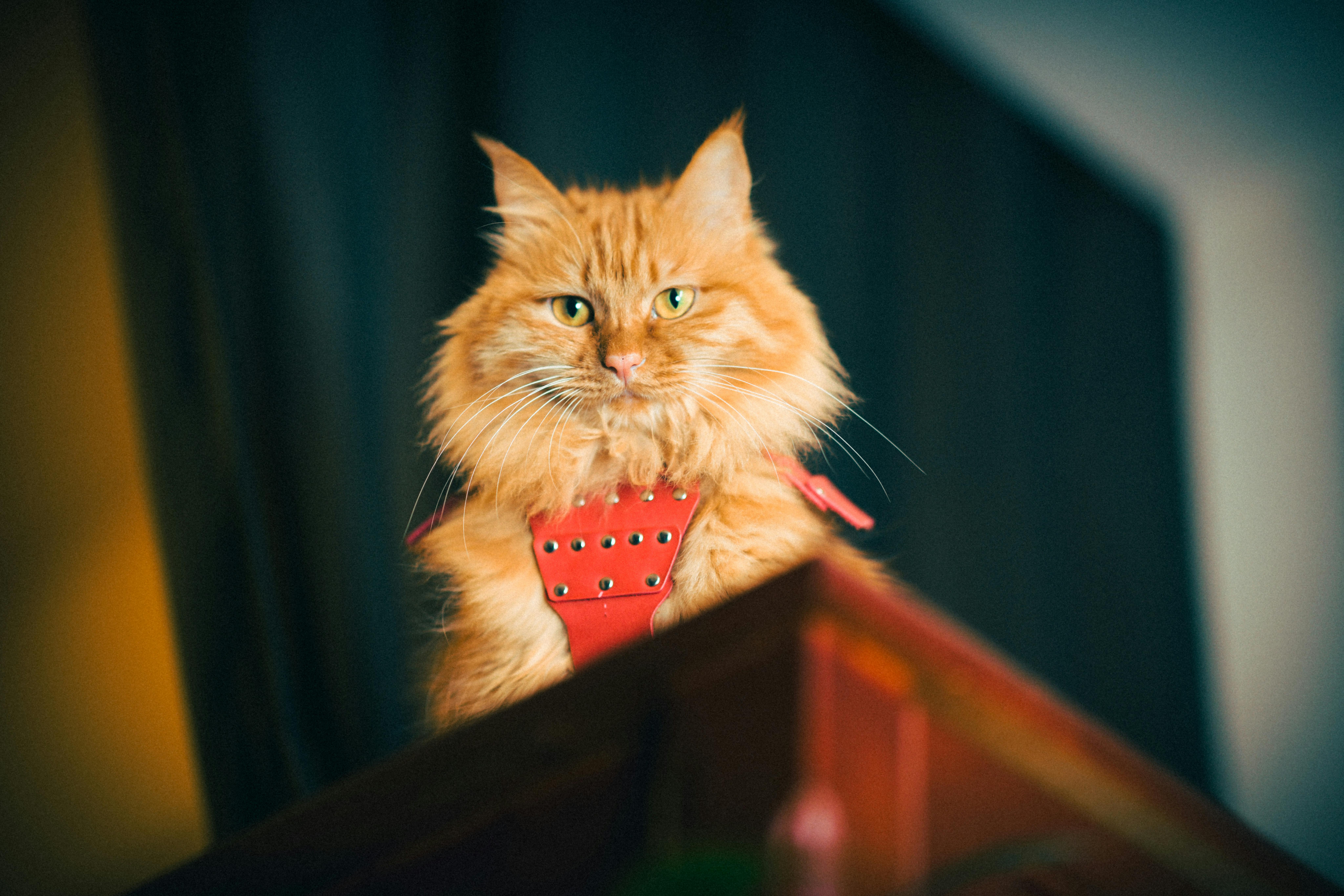 Portrait of a ginger cat with a red studded collar indoors, exuding elegance and charm with a focused expression.