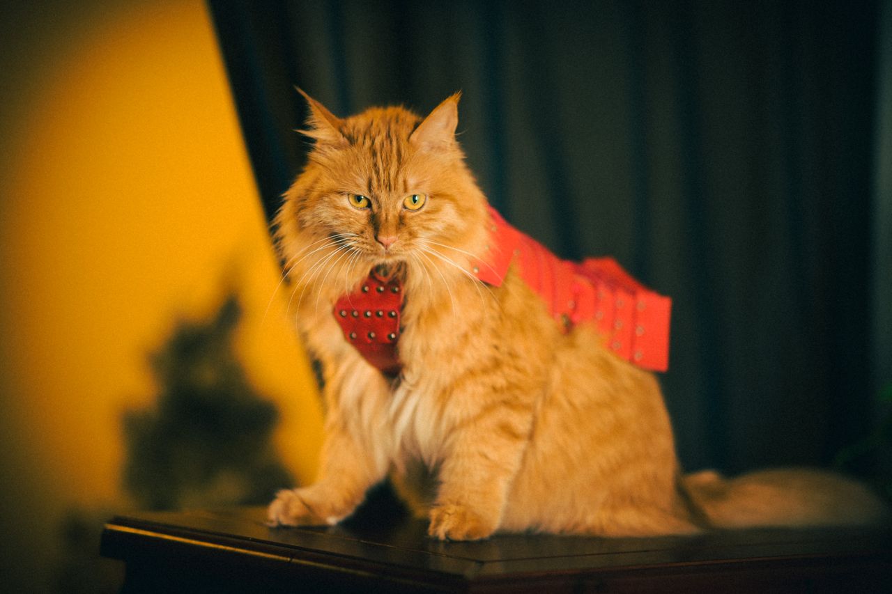 charming fluffy orange cat wearing a red tie sitting indoors with a wa