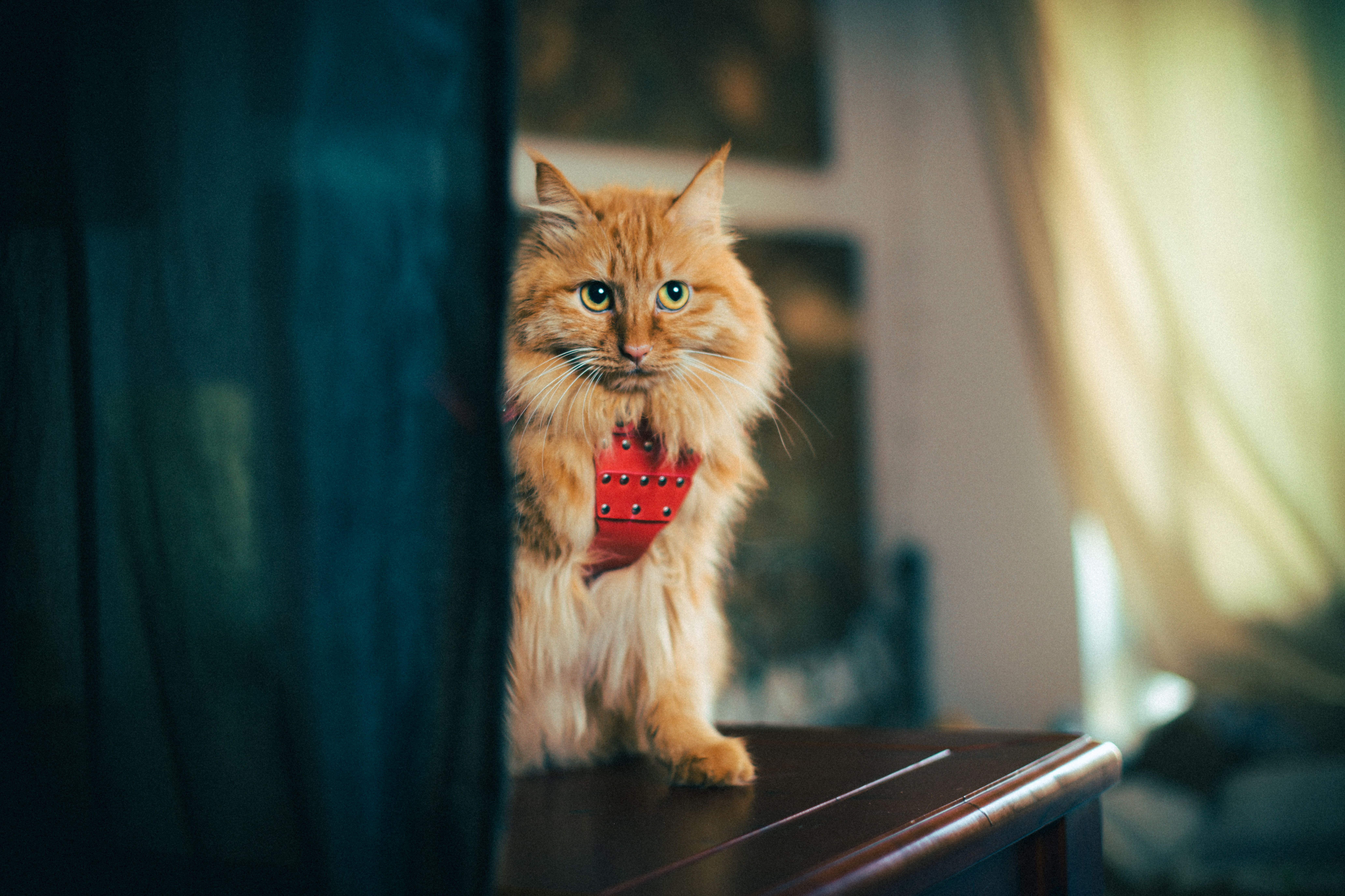 Orange long-haired cat in a red vest harness, standing on a dark table indoors