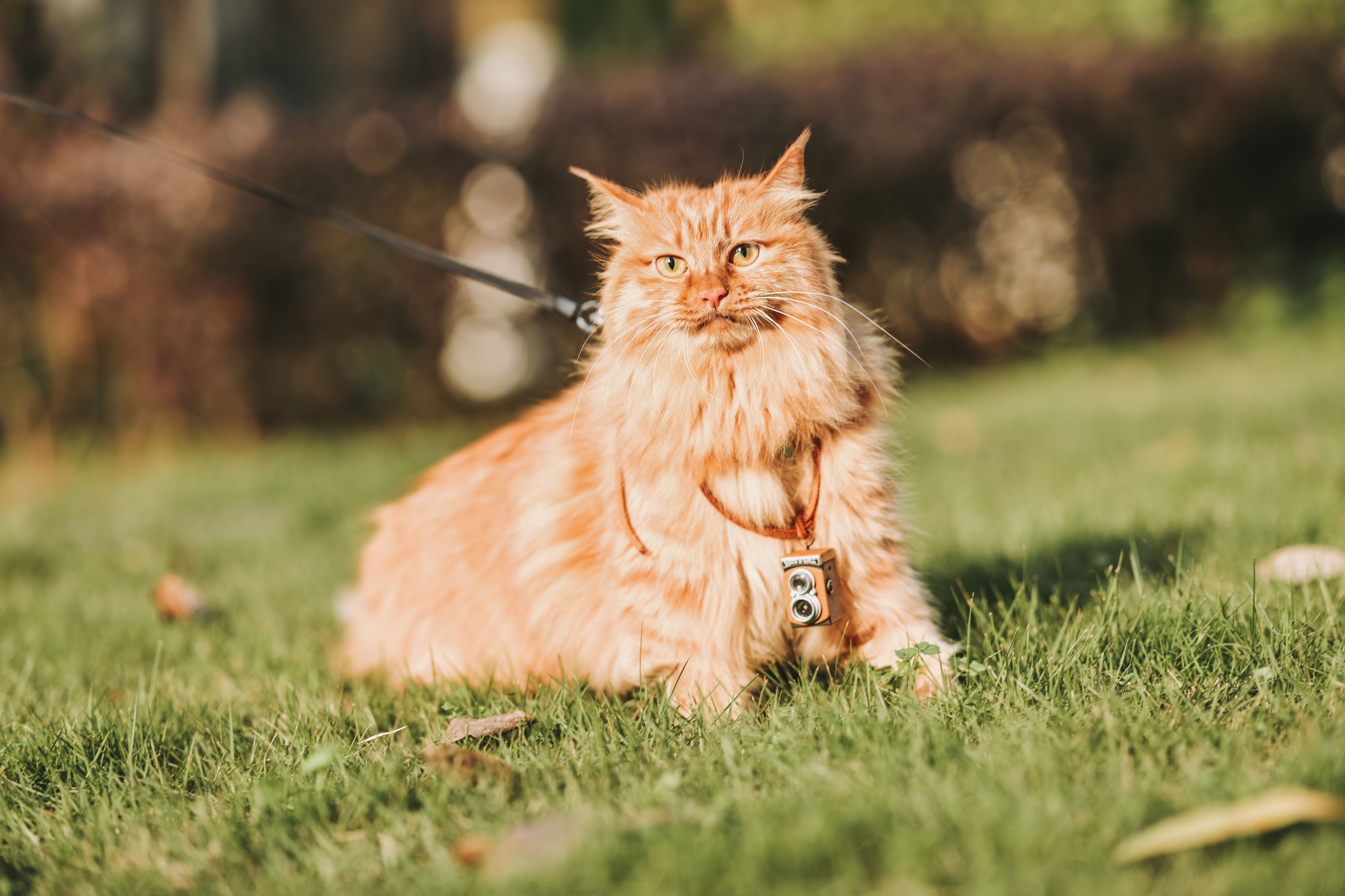 pet technology products — Photo by Vanessa Rong on Pexels