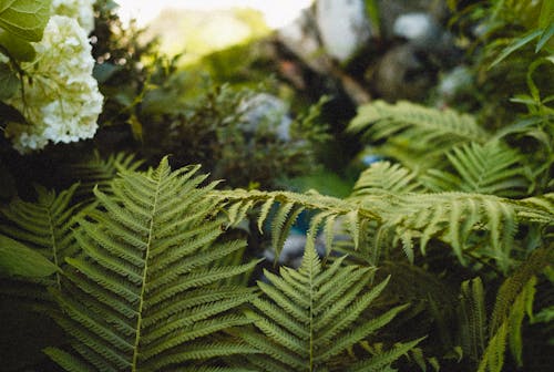 무료 나뭇잎, 녹색, 식물의 무료 스톡 사진
