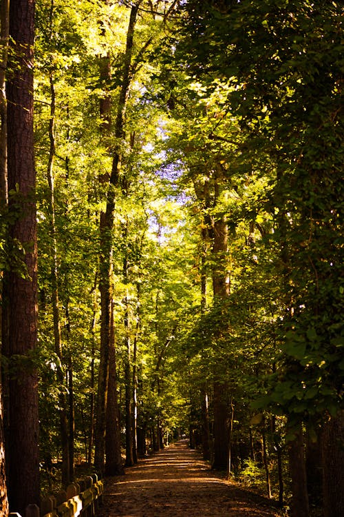 Darmowe zdjęcie z galerii z drzewa, fotografia przyrodnicza, leśny szlak