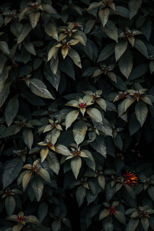 Foto stok gratis dasar, daun-daun hijau, fotografi tanaman