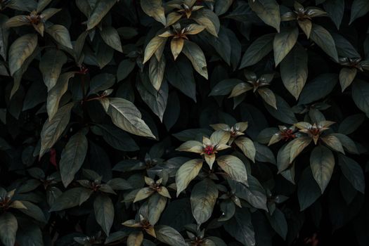 Close-up of lush tropical foliage with dark green leaves and pink flowers.