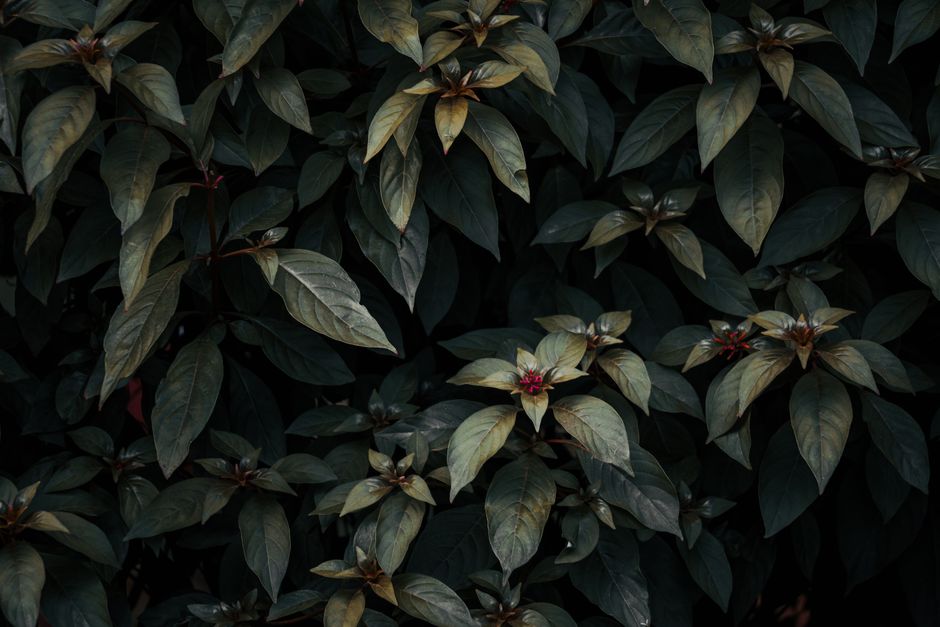 Close-up of lush tropical foliage with dark green leaves and pink flowers.