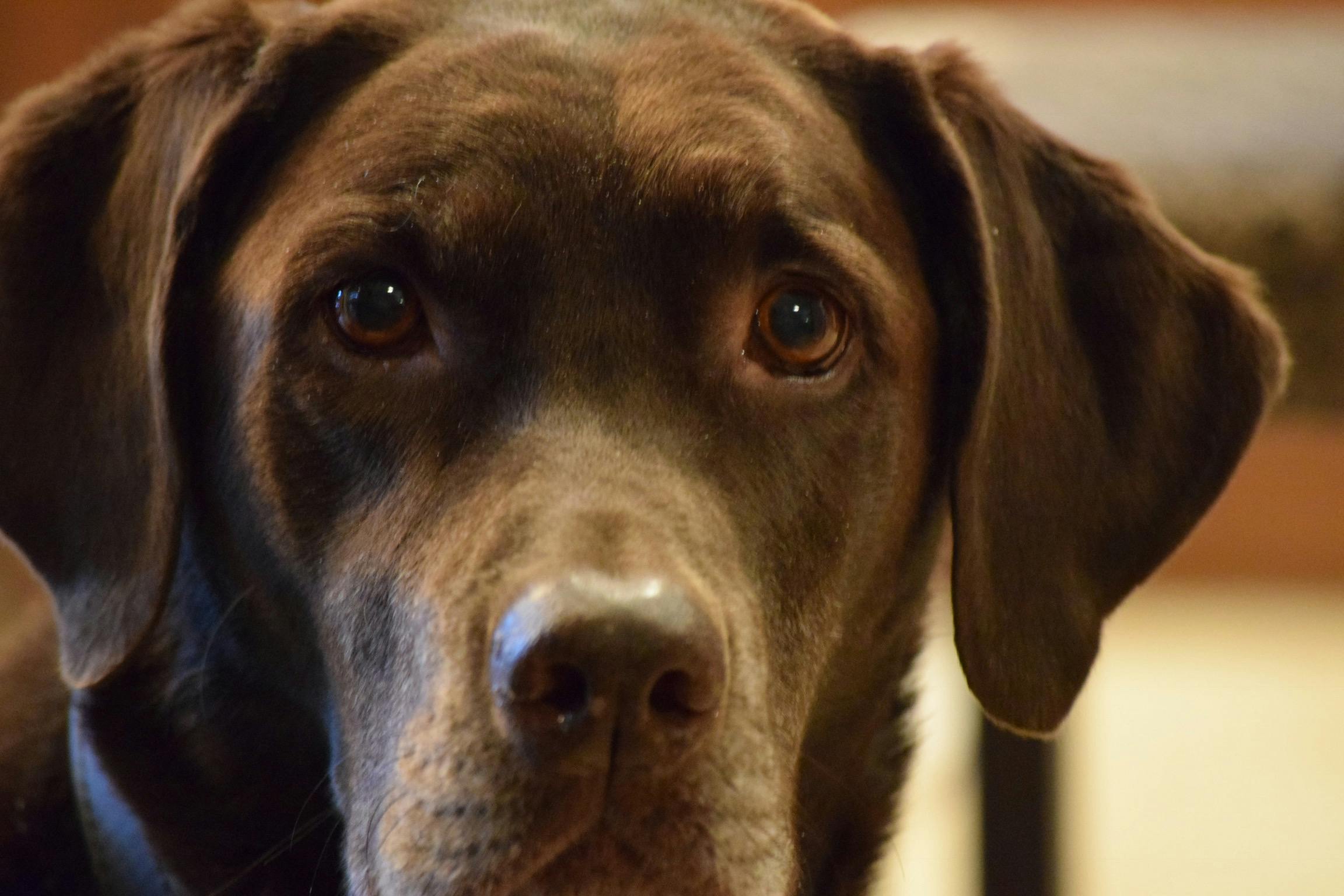 Free stock photo of alert, chocolate lab, dog