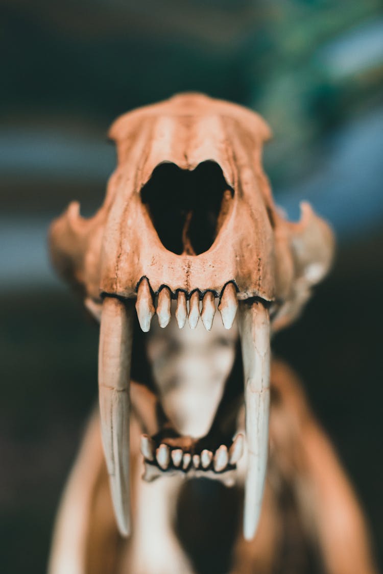 Skull With Teeth