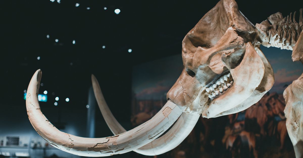 Museum survey