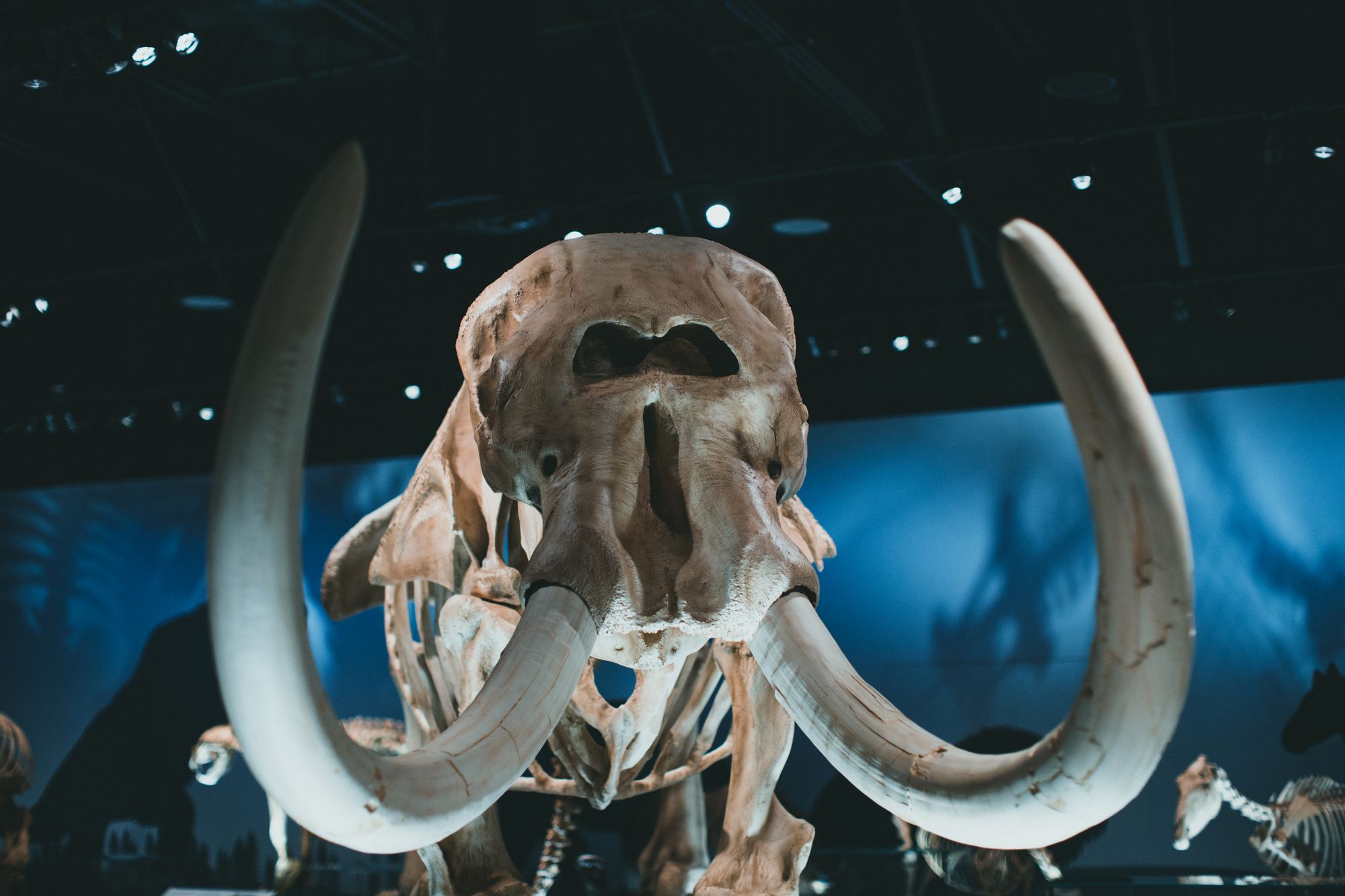 Esqueleto completo de mamut lanudo montado en la sala de un museo
