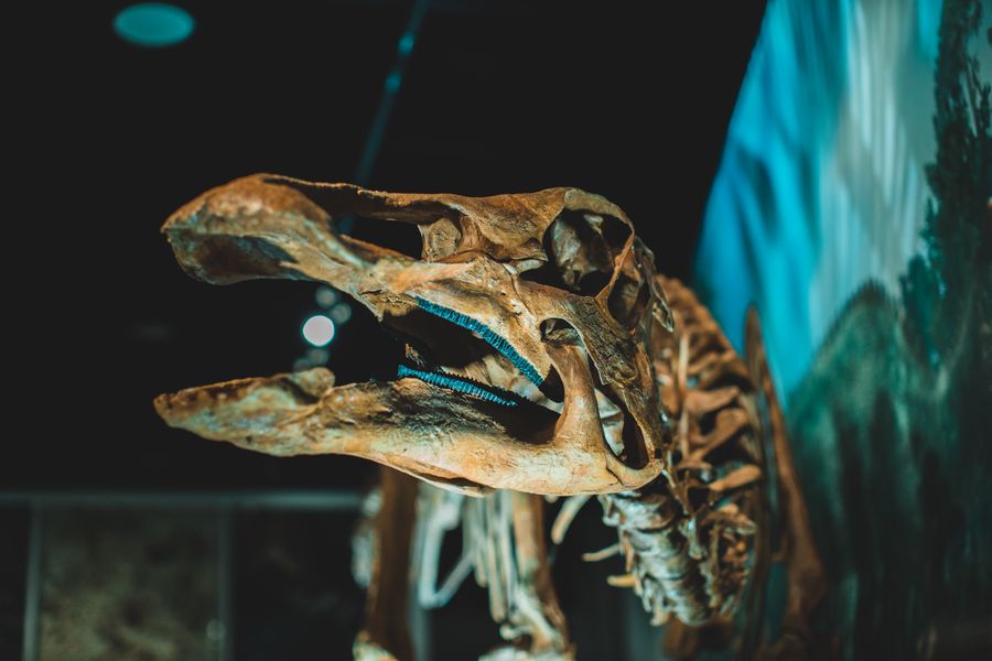 Close-up view of a dinosaur skeleton on display in a museum exhibition