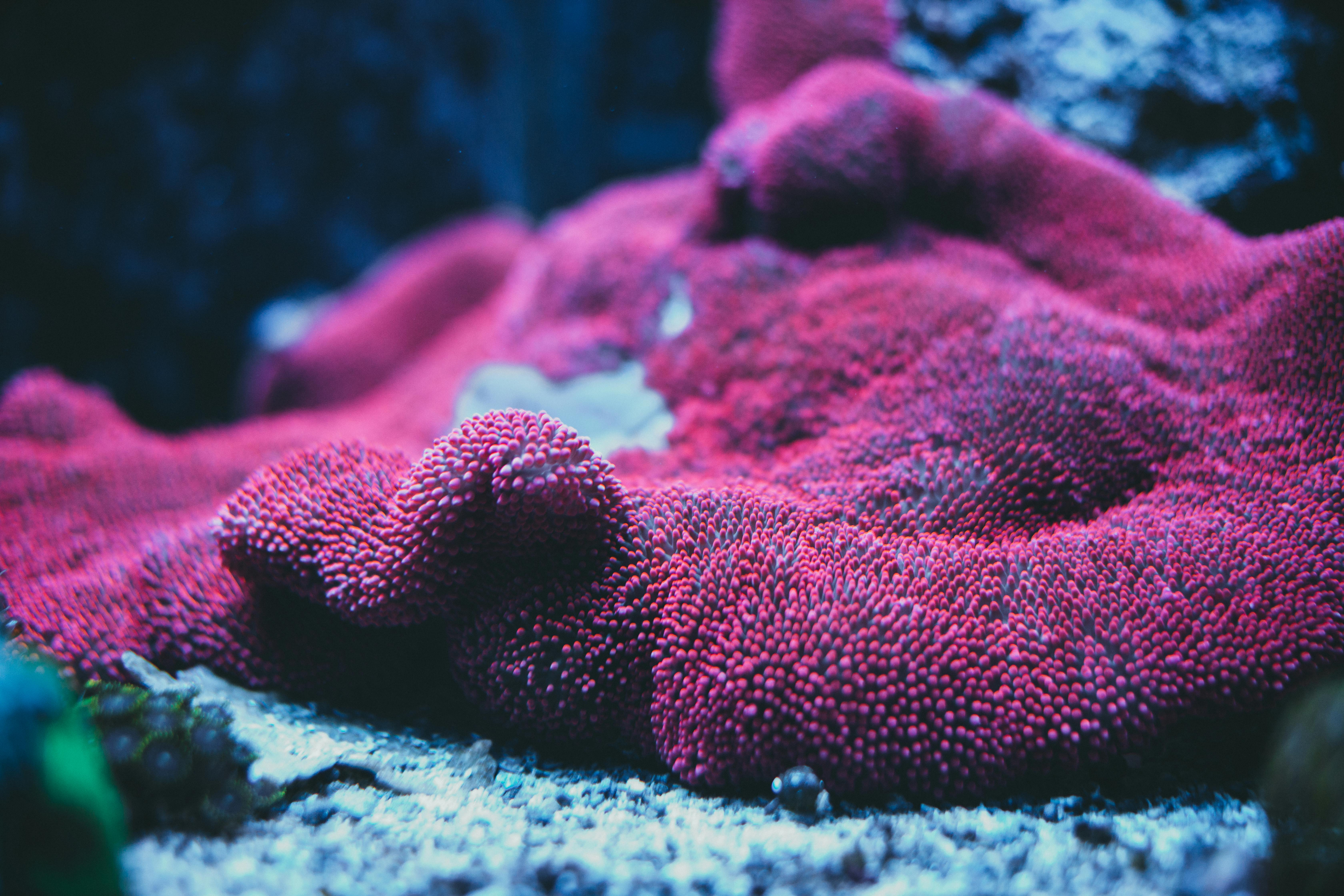 Some Corals Show Unexpected Resilience to Warmer Waters, Offering Hope