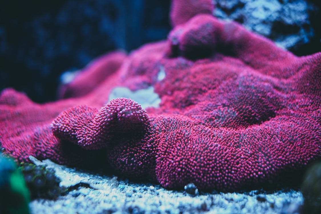 Underwater Marine Life in Close-up shot