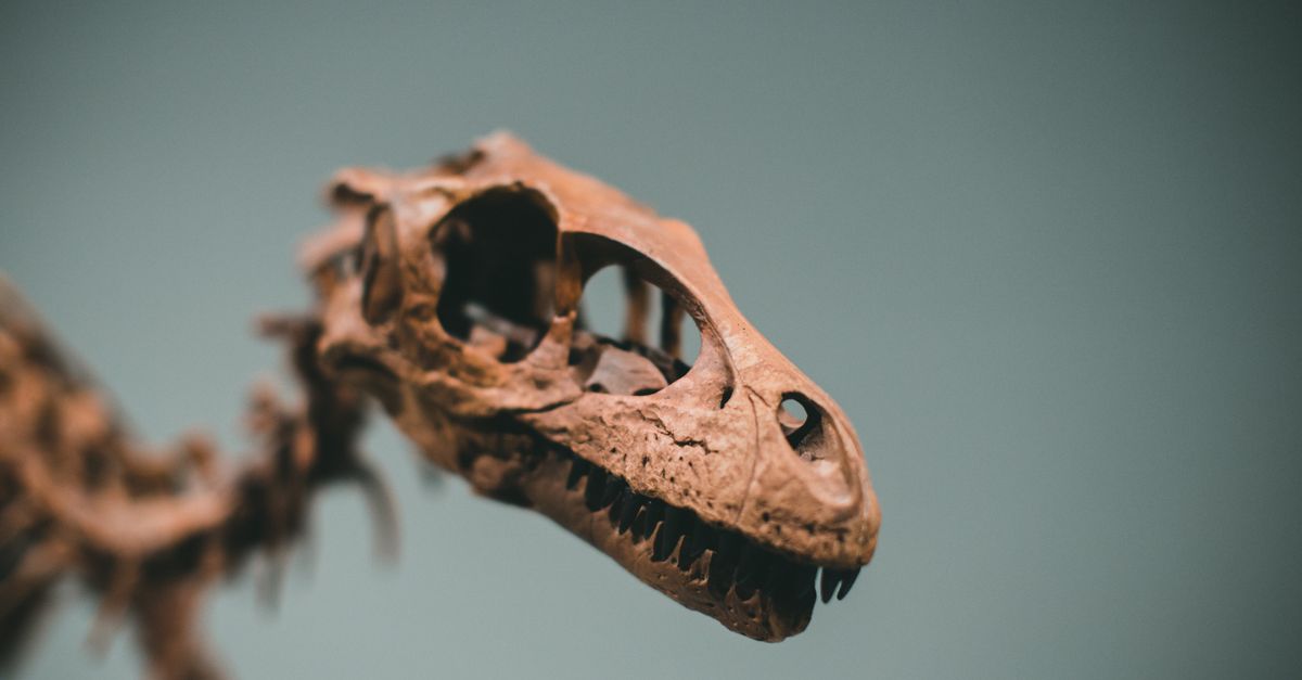 Wealthy Collectors Are Buying Up Fossils, and Paleontologists Are Worried