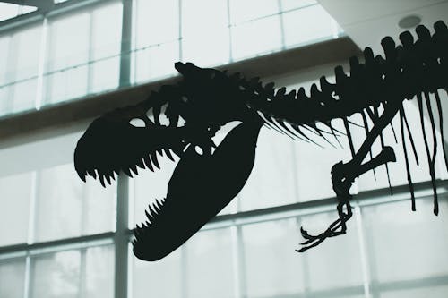 Free Silhouette of Dinosaur Bones Stock Photo