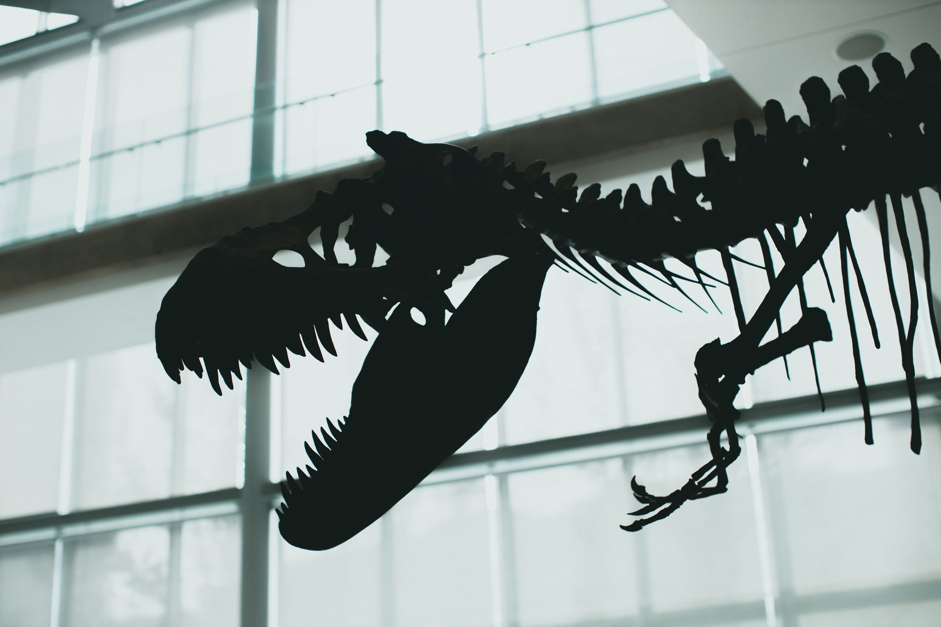 Esqueleto de T. rex 'Gus' vai a leilão e pode superar recordes