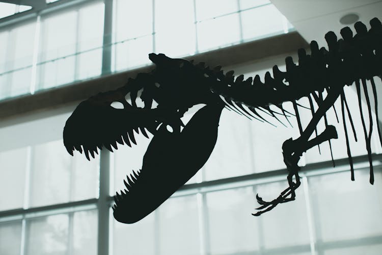 Silhouette Of Dinosaur Bones