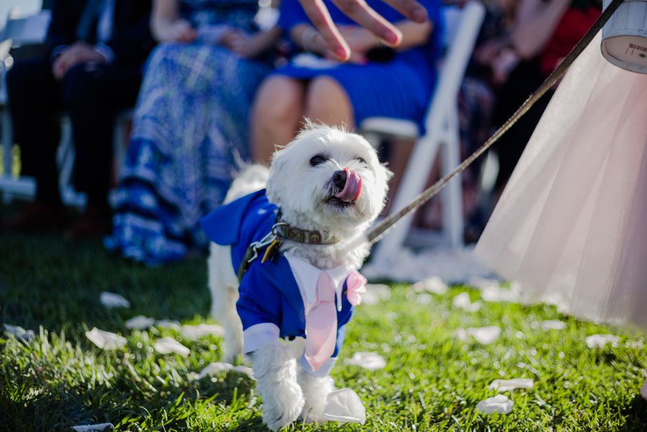 Various pet-safe fabrics displayed with different textures and colors for wedding outfits
