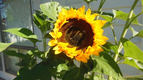 Free stock photo of sunflowers