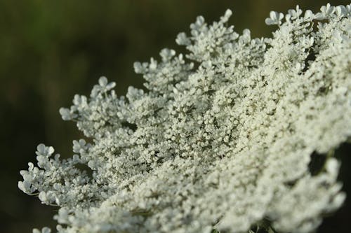 Foto d'estoc gratuïta de blanc, bonic, Canon