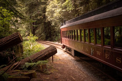 Základová fotografie zdarma na téma les, lokomotiva, park