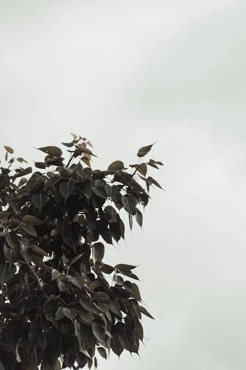 Free stock photo of brown, leaves, wallpaper