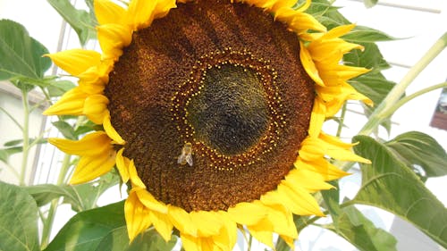 Free stock photo of sunflower