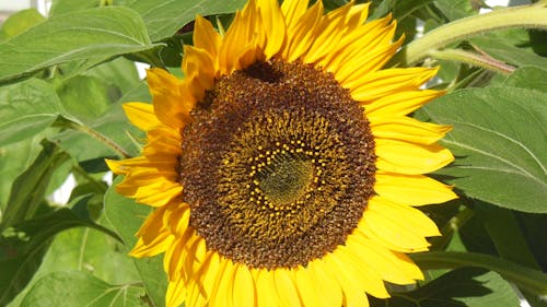 Free stock photo of minimalism, sunflower beauty