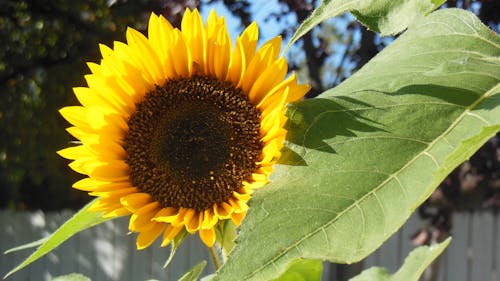 Free stock photo of curious sunflower