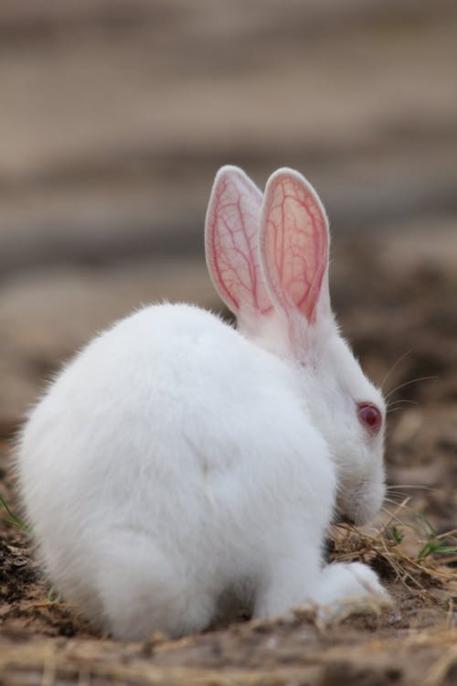 bezplatná Základová fotografie zdarma na téma bílý králík, červené oko, divočina Základová fotografie