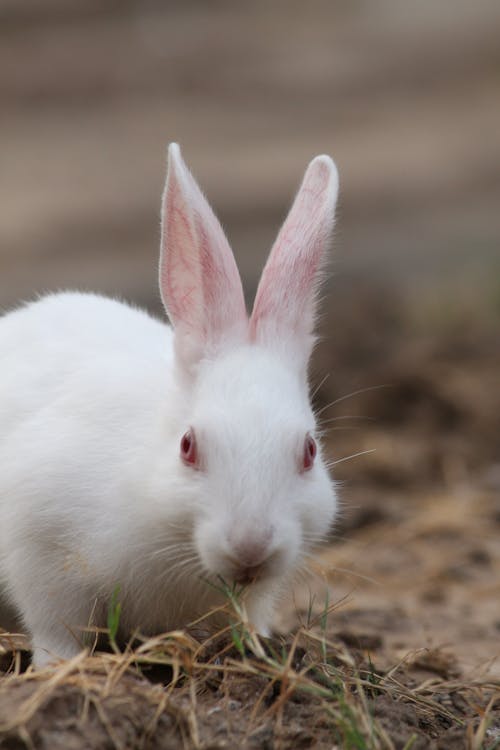 Free White Rabbit with Red Eyes on the Ground Stock Photo