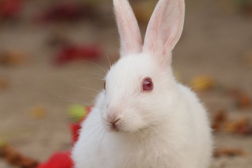 Free Adorable white rabbit with red eyes in a natural setting, perfect for animal-themed projects. Stock Photo