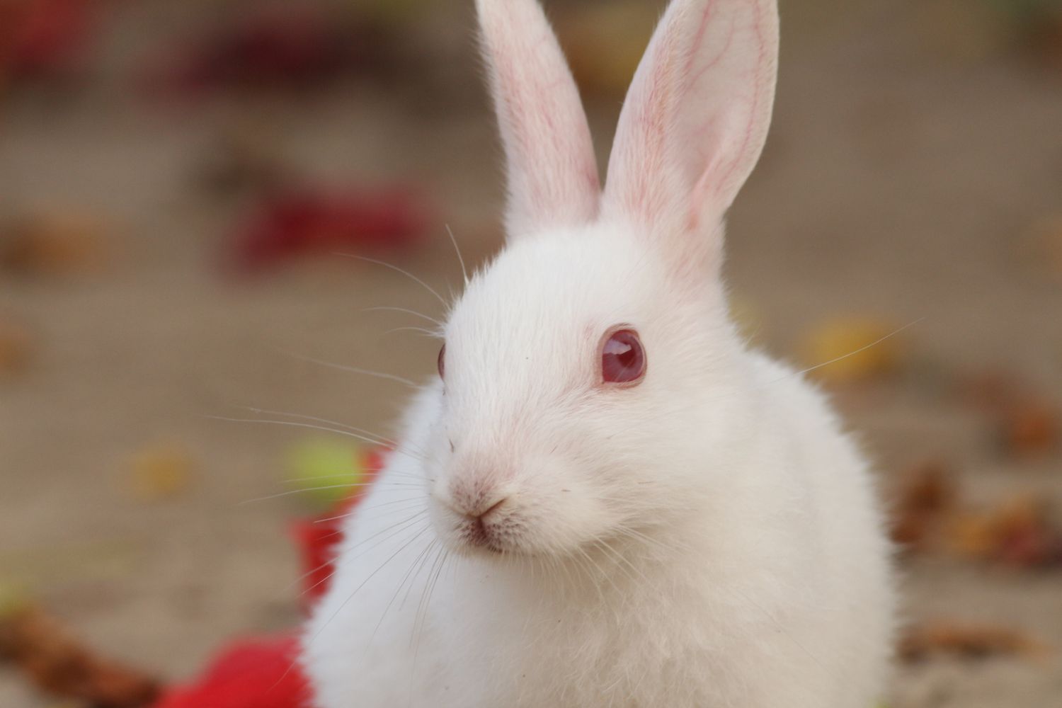 3,982+以上の無料赤目うさぎ画像