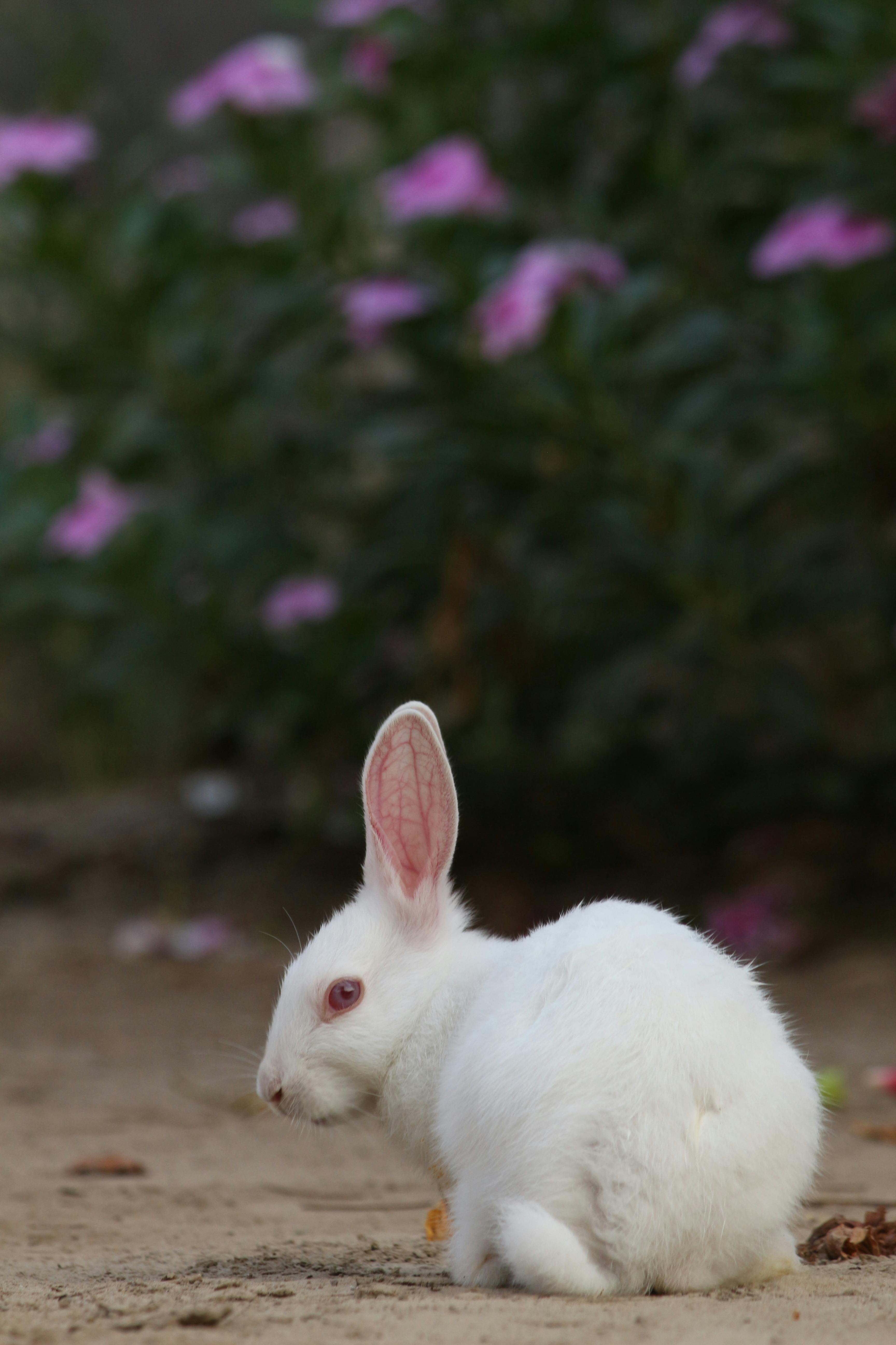 White Rabbit on Brown Soil · Free Stock Photo