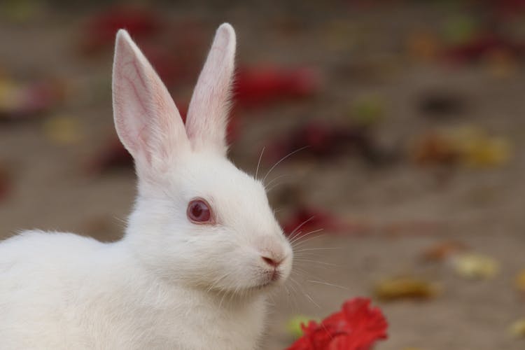 White Rabbit Near Red Flowers