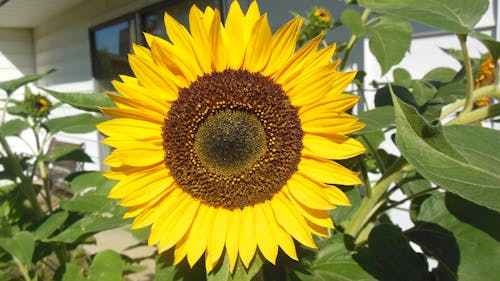 Free stock photo of blooming, full face sunflower, summer time