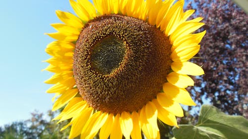 Kostenloses Stock Foto zu flora, garten, herrliche sonnenblume
