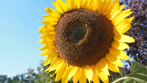 Free stock photo of sunflower in full bloom