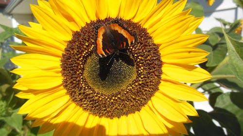 Kostenloses Stock Foto zu schmetterling, schöne sonnenblume, sommerzeit