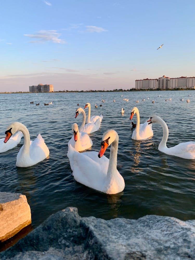 Swans Swimming In City Lake